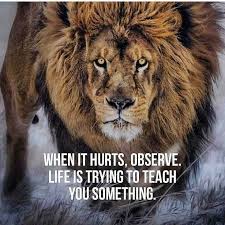 247 Motivational Inspirational Quotes 61 Lioness Quotes Lion Quotes Inspirational Quotes Motivation