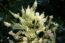 Image result for Lannea virgata