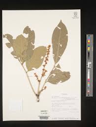 Image result for Deinbollia kilimandscharica