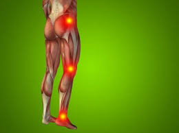 Want to learn more about it? Human Man Anatomy Lower Body Stock Images Page Everypixel