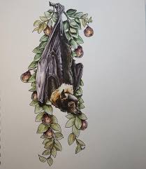 So the flying fox's situation, westcott. Spectacled Flying Fox Print Fox Print Art Fox Sketch