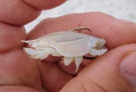 We explain how to catch sand crabs in our blog sand crabs at times can be considered a pest as they're known to take baits from fishing lines. Sand Fleas Mole Crabs Or Sand Crabs Prime Surf Fishing Bait