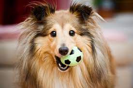 Ten years is the average age of affected dogs. Rectal Polyps In Dogs Symptoms Causes Diagnosis Treatment Recovery Management Cost