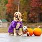 Bark in The Park Pet Costume Party