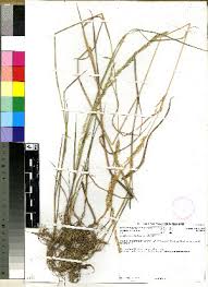 Image result for Agrostis continuata