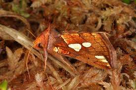 Image result for Plusia putnami