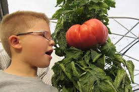 Ian Neale's massive vegetables