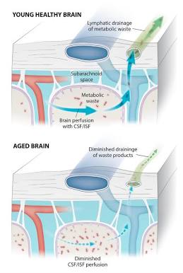 Brain fluid flow and metabolic waste clearance mechanisms, AI generated