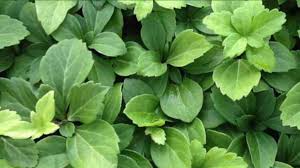Check spelling or type a new query. Pachysandra Terminalis Japanese Spurge Groundcover 100 Bare Root Plants Buy Online In Bahamas At Bahamas Desertcart Com Productid 70999097