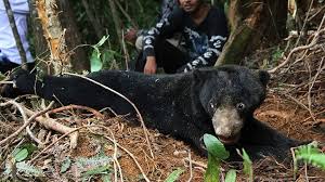 Beruang hitam vs beruang matahari. Polisi Ungkap Jaringan Penjual Beruang Madu Lewat Facebook Tekno Tempo Co