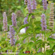 Image result for Anisosepalum humbertii