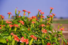 Image result for Crossandra puberula