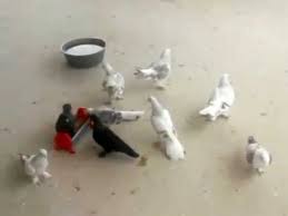 Guvercin Nasil Alisir Pigeons Youtube