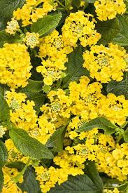 Pin On Native Plants