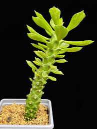 Image result for Monadenium