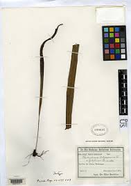 Image result for Elaphoglossum acrostichoides