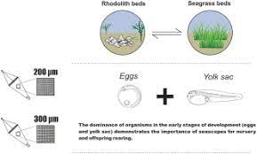 Seagrass And Rhodolith Beds Are Important Seascapes For The Development Of Fish Eggs And Larvae In Tropical Coastal Areas Sciencedirect