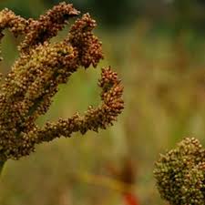 Image result for Eleusine kigeziensis