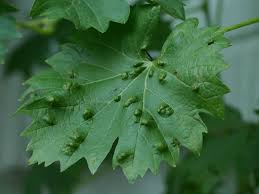 Image result for Colomerus vitis