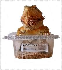 Do you have any questions about this bearded dragon food list? Bearded Dragon Care For Beginners Questions And Answers About Bearded Dragon Diet