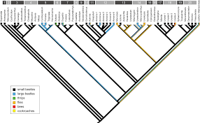 Image result for Lettowianthus stellatus