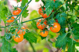 Choosing tomato varieties can be confusing because there are so many, so use our tomato chooser to help you pick the best for your garden. Short Season Tomato Varieties Hgtv