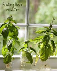 Rooting basil cuttings in water is easy. Rooting Basil Cuttings In Water Basil Plant Tulsi Plant Windowsill Garden