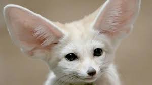 We found 747 adverts for you in 'exotic pets', in the uk and ireland. Cafe With Exotic Animals A Food And Drink Crowdfunding Project In Eastbourne By Rose Gabor