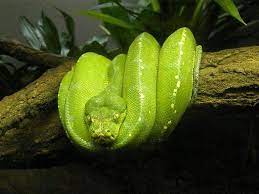 Animals Of The Tropical Rainforest Rainforest Animals Rainforest Animals
