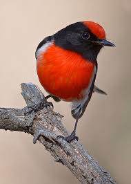 Birds That Sing In The Morning Australia Red Capped Robin Returning To Nest Red Birds Australian Birds Beautiful Birds