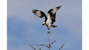 Birdwatching Soars Amid COVID-19 as Americans Head Outdoors