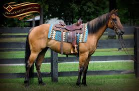 Cutting western quarter paint horse appaloosa equine tack cowboy cowgirl rodeo ranch show ponypleasure barrel. Samson Horse Of My Dreams