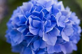 Auch blaue hortensien aus dem handel blühen im nächsten jahr rosa, wenn sie die falsche pflege erhalten. Hortensien Geballte Blutenpracht Gartenzauber