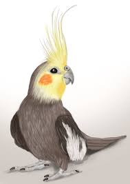 Cockatiel Is A Family Member Of Cockatoo And Are Mostly Found In Austrailia They Are Regarded As Good Pets Bird Having Go Parrots Art Animal Drawings Bird Art