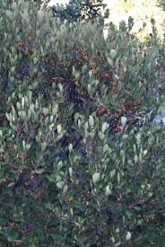 Image result for Pterocelastrus