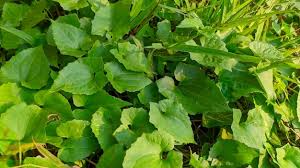 Image result for Mikania cordata