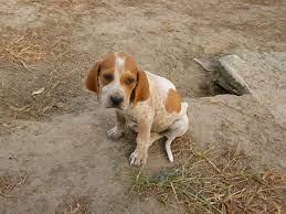 As you'll discover later on during this list, the name redtick coonhound is more accurately used to describe the color and pattern on the. English Redtick Coonhound For Sale