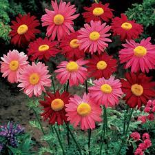 30 Rose Daisy Pyrethrum Daisies Mix Seeds B1028 In 2021 Chrysanthemum Seeds Chrysanthemum Flower Seeds Flowers Perennials