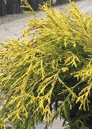 Maybe you would like to learn more about one of these? Gold Mop False Cypress Shop Online With Plantsbymail Com