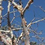 Image result for Albizia tanganyicensis