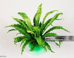 Image result for Aspleniaceae