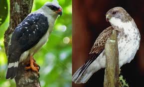 Pusat dan gudangnya informasi yang bermanfaat beberapa gambar via kumayangjati.blogspot.com. 10 Jenis Hawk Yang Pandai Berburu Burung Elang Versi Kecil Dailysia