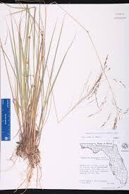 Image result for Eragrostis atrovirens