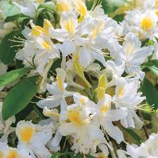 Spring Hill Nurseries 2 In Pot Northern Hi Lights Azalea Rhododendron Live Deciduous Plant White And Gold Flo In 2020 Spring Hill Nursery Flowering Shrubs Azaleas