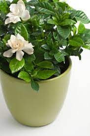 Gardenia Plant Care Lovetoknow
