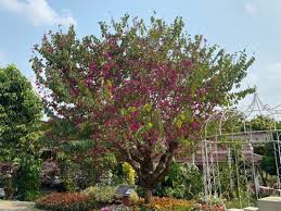 Image result for Bauhinia purpurea