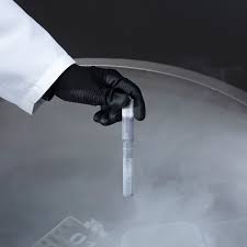 Opinion | Human Embryo Research: What Time Limit Should We Set? - The New  York Times