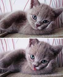 The modern song which we know now is in fact named warm kitty. Soft Kitty Warm Kitty Little Ball Of Fur Happy Kitty Sleepy Kitty Purr Purr Purr 9gag