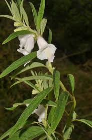 Image result for Pedaliaceae