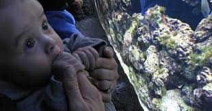 Seattle Aquarium Seattle Wa Kid Friendly Activity Reviews Trekaroo Seattle Aquarium Kid Friendly Activities Seattle Waterfront